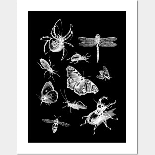 Dramabite Vintage retro scientific bugs insect collection entomologist Posters and Art